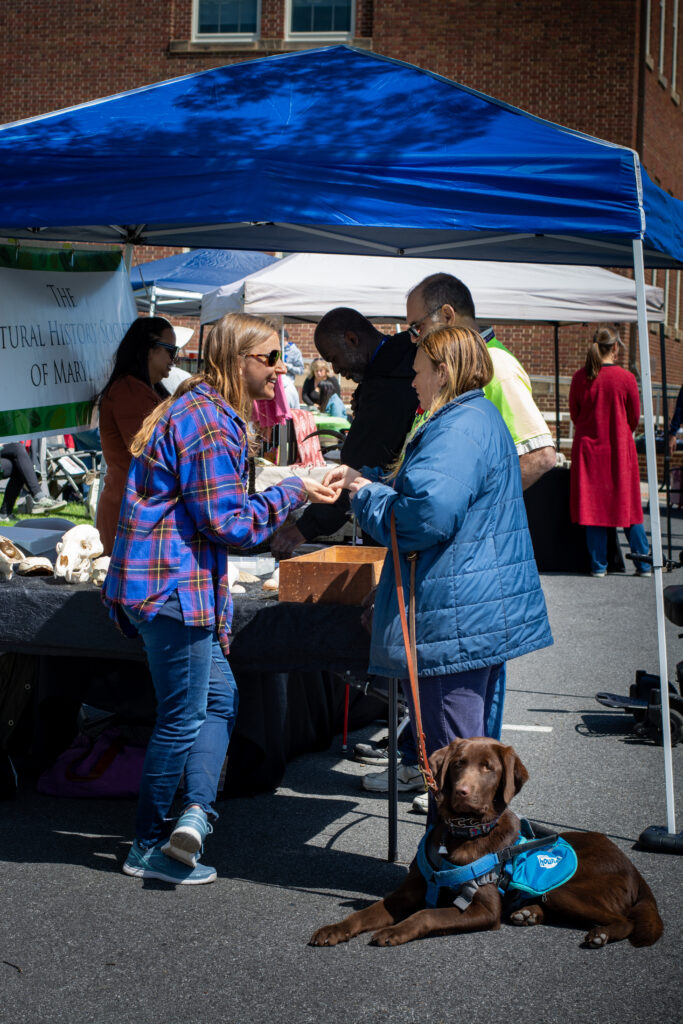 People visit the activity tents at the festival