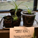 "Garret King's Propagated Plants" with multiple plants in various pots.